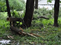 More, bigger branches.