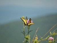 Many butterflies enjoyed the sunshine on the Skyline