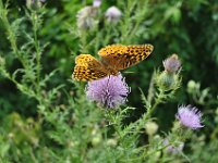 They enjoyed sunshine and the flowers.
