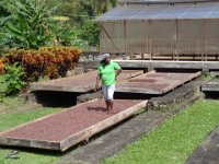 The beans need to be dried.  Walking circulates the beans.