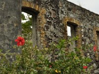 Now, the ruins are a place for the returning flora.