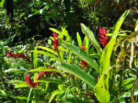 Lush green and flowers around the waterfall.