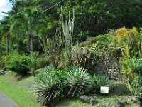 Cactus garden of Belmont Estate.