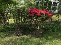 .... but rescued. We found new homes for them.