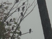 Raven gathered in the early morning fog on a tree. Greetings from Hitchcock.