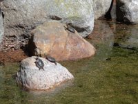 Turtles enjoying the sunshine.