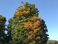 Changing colors show, fall is not far.