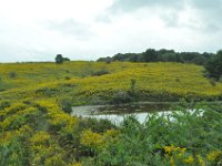 The goldenrod was the dominant plant all over the countryside.
