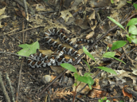 Eastern Milksnake, not venomous.