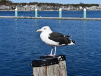 Wating for a fish to fall off the fishing boats.